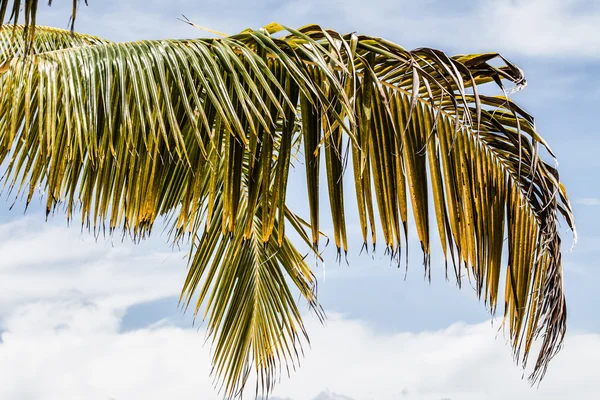 Beyaz kumsaldaki yeşil ağaç. Malcapuya Adası, Coron, Filipinler. — Stok fotoğraf