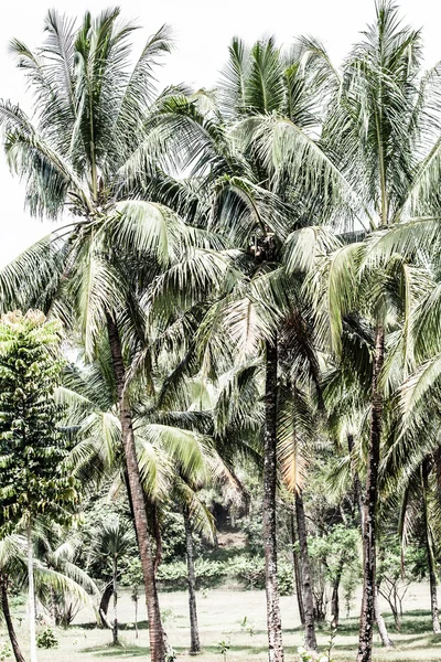 Groene boom op een wit zandstrand. Malcapuya Island, Coron, Filipijnen. — Stockfoto