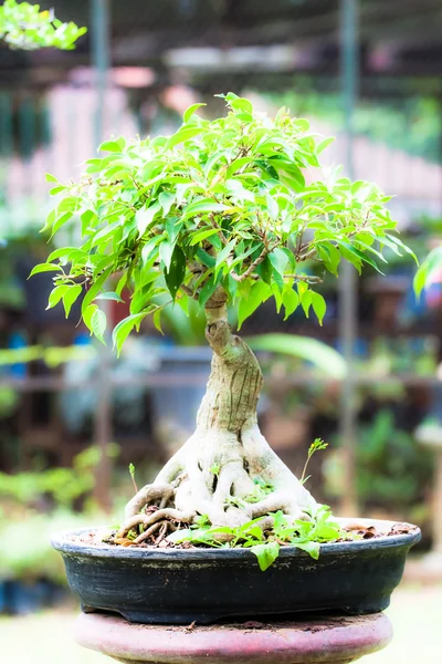 Beautiful bonsai in the garden — Stock Photo, Image