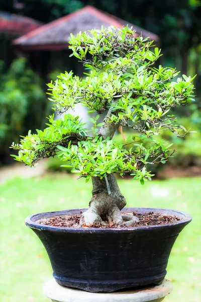 Beautiful bonsai in the garden — Stock Photo, Image