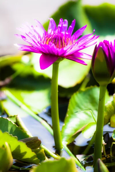 Pink Water Lily — Stock Photo, Image