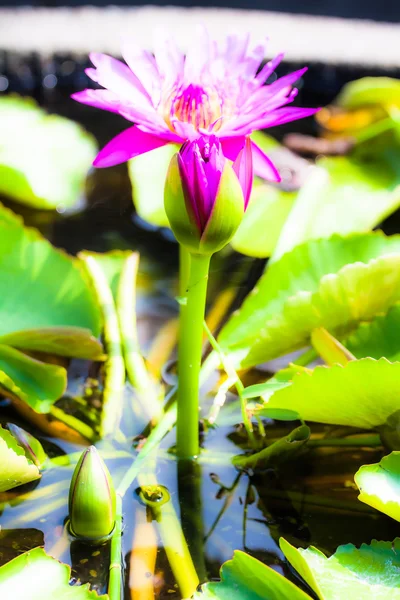 Pink Water Lily — Stock Photo, Image