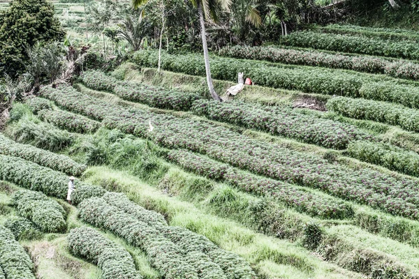 Зеленые рисовые террасы в Бали, Индонезия — стоковое фото