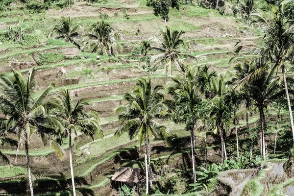 Green rice terraces in Bali, Indonesia — Stock Photo, Image