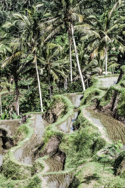 Yeşil pirinç terasları Bali, Endonezya — Stok fotoğraf