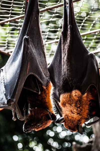 Fruktfladdermöss som hänger tillsammans — Stockfoto