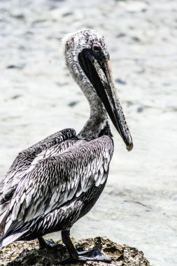 kahverengi Pelikan Meksikalı holbox Island deniz kenarında oturan yakın çekim