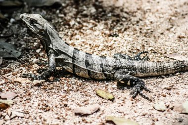 Meksika yucatan içinde görülen yeşil iguana.