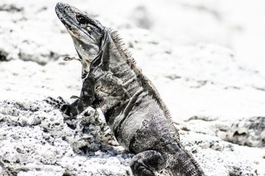 Meksika yucatan içinde görülen yeşil iguana.