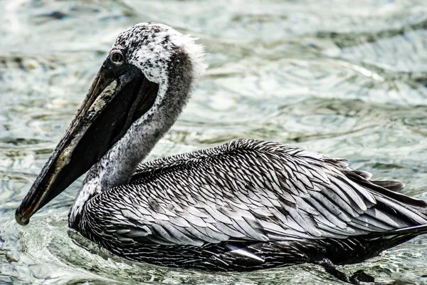 Close up of brown pelican sitting by the sea at Mexican Holbox island — Stock Photo, Image