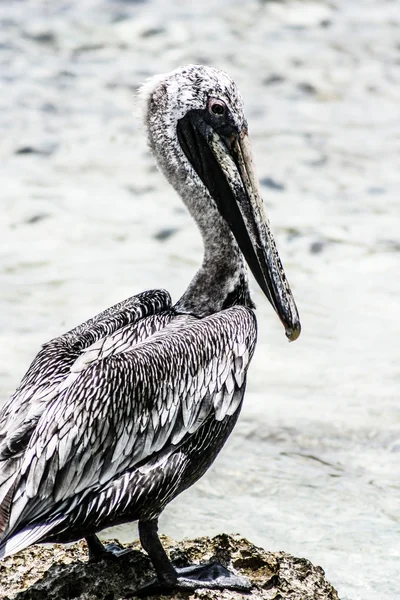 Close up of brown pelican sitting by the sea at Mexican Holbox island — Stock Photo, Image
