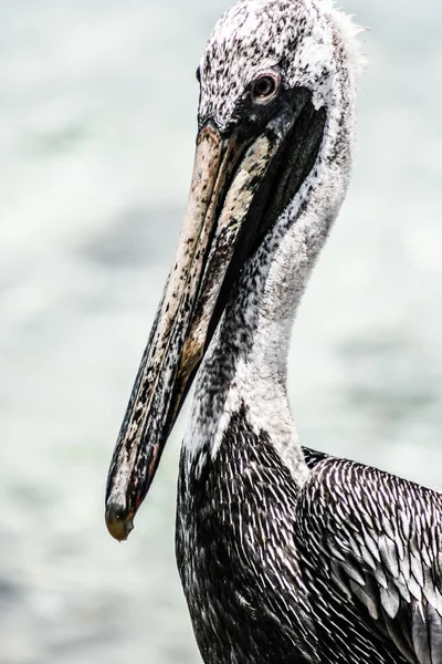 Zavřete z Pelikán hnědý sedí u moře v mexické holbox island — Stock fotografie