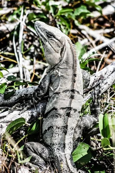 Grön leguan sett i mexikanska yucatan. — Stockfoto