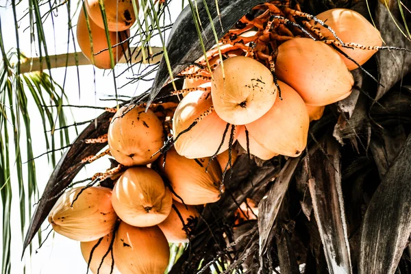 Żółty Kokosowe drzewo — Zdjęcie stockowe