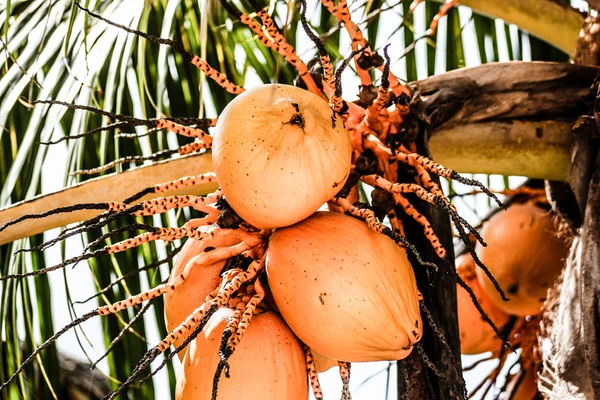Coco amarillo en el árbol — Foto de Stock