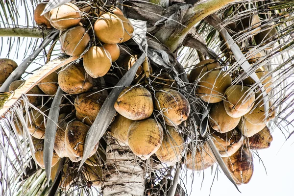 Coco amarillo en el árbol — Foto de Stock