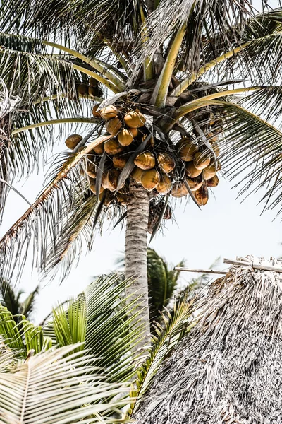 Gele kokosnoot boom — Stockfoto