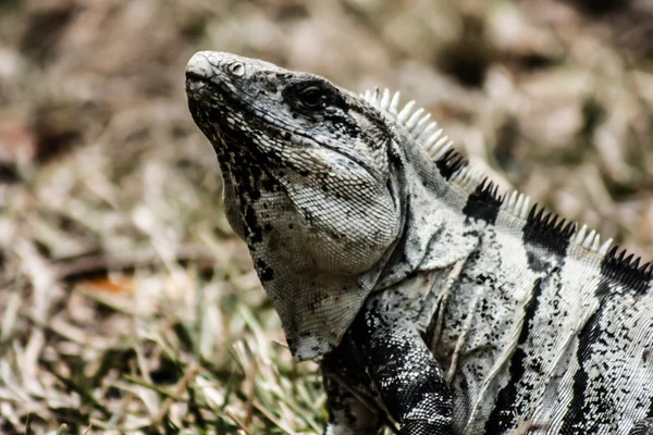 Grön leguan sett i mexikanska yucatan. — Stockfoto