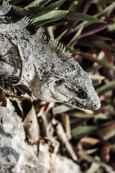 Groene leguaan gezien in de Mexicaanse yucatan. — Stockfoto