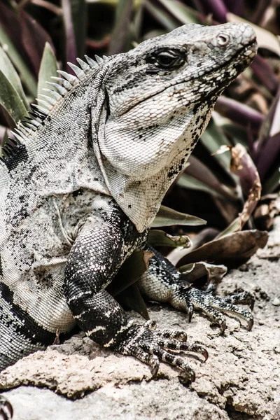 Iguana verte vue dans le Yucatan mexicain . — Photo