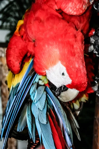 蓝色-红色和黄色鹦鹉特写 — 图库照片