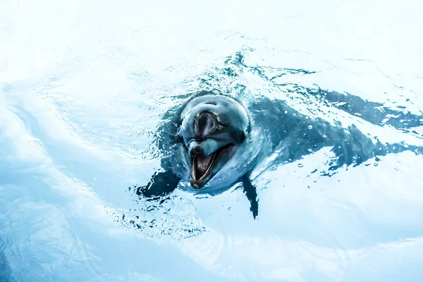 Delfine schwimmen im Pool — Stockfoto