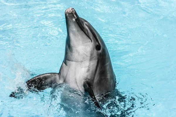 イルカはプールで泳ぎ — ストック写真