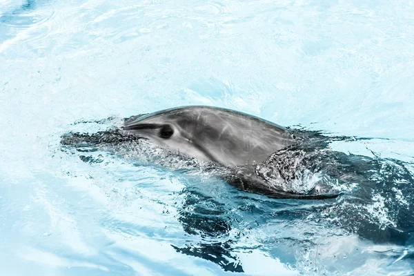 Los delfines nadan en la piscina — Foto de Stock