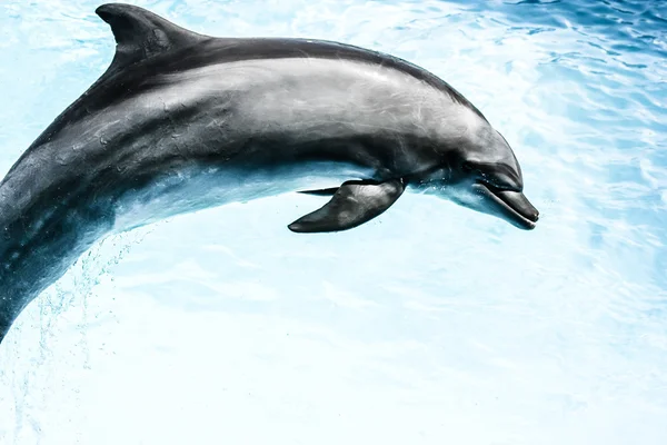 Дельфины плавают в бассейне — стоковое фото