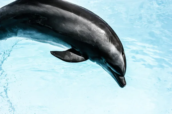 Los delfines nadan en la piscina — Foto de Stock