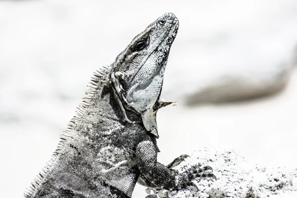 Green Iguana seen in the Mexican Yucatan. — Stock Photo, Image