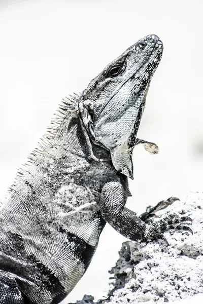 Grön leguan sett i mexikanska yucatan. — Stockfoto