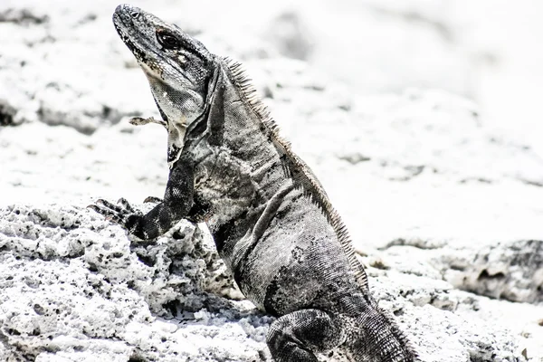 Hijau Iguana terlihat di Meksiko Yucatan . — Stok Foto