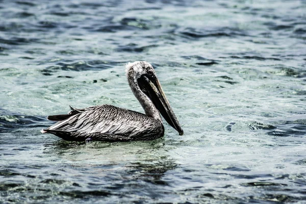 Nahaufnahme eines braunen Pelikans am Meer auf der mexikanischen Holbox-Insel — Stockfoto