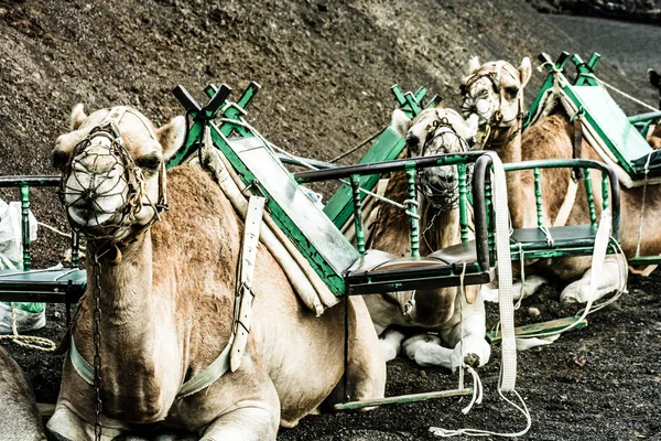 Camellos en el parque nacional de Timanfaya esperan a los turistas para una visita guiada — Foto de Stock