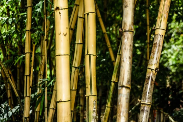 Schöner grüner Bambuswald — Stockfoto