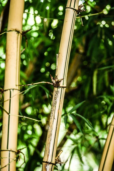 Krásné zelené bambusové lesy — Stock fotografie