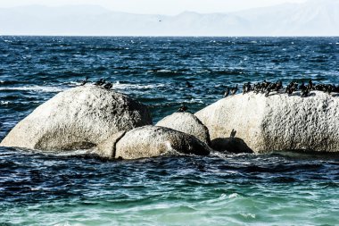 bolders beach Güney Afrika, Afrika pinguins
