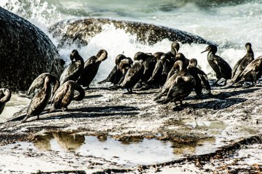 karabatak ve Ümit Burnu, Güney Afrika, martılar ile buzlu çökmesini dalgaları