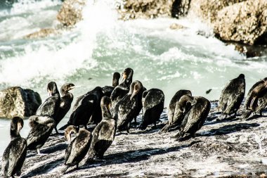bolders beach Güney Afrika, Afrika pinguins