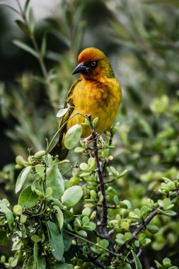 tropikal birs yeşil bitki üzerinde oturan