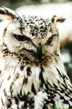 Kartal baykuş doğal arka planda