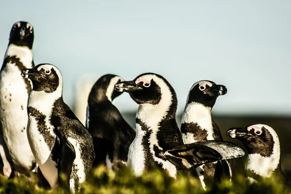 Africké pinguins na bolders pláži v Jižní Africe — Stock fotografie