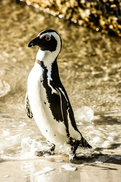 Africké pinguins na bolders pláži v Jižní Africe — Stock fotografie