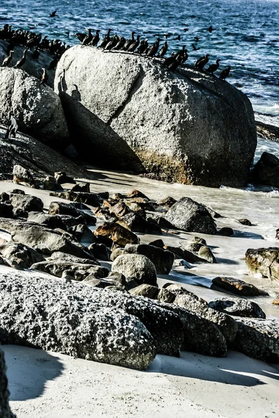 Vagues écrasantes sur des rochers avec des Cormorans et des Goélands au Cap de Bonne Espérance, Afrique du Sud — Photo