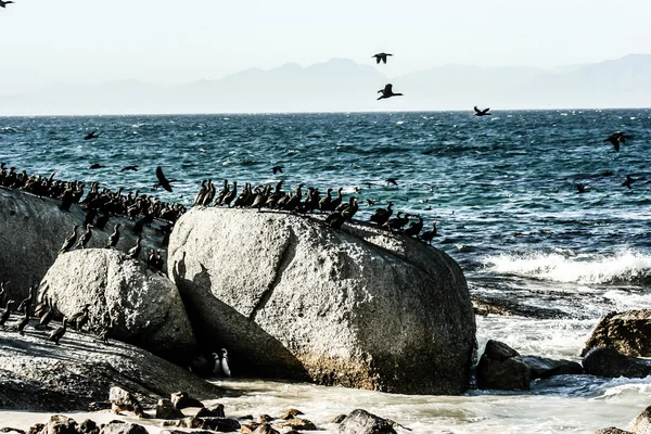 Kastvågor på klippor med skarvar och måsar vid Godahoppsudden, Sydafrika — Stockfoto
