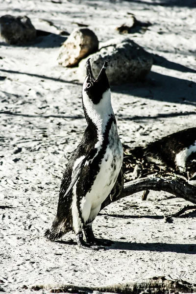 Africké pinguins na bolders pláži v Jižní Africe — Stock fotografie