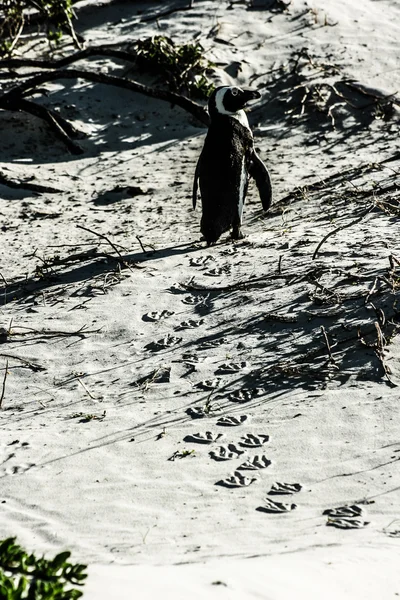 Africké pinguins na bolders pláži v Jižní Africe — Stock fotografie