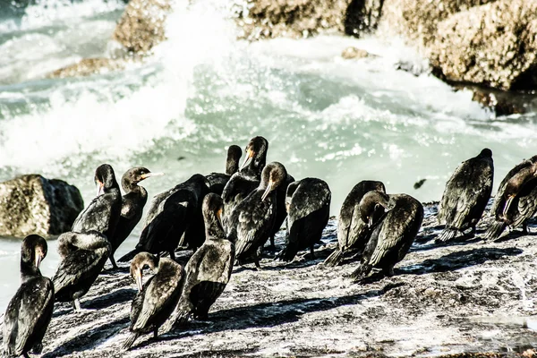 Pinguinos africanos en Bolders Beach en Sudáfrica —  Fotos de Stock