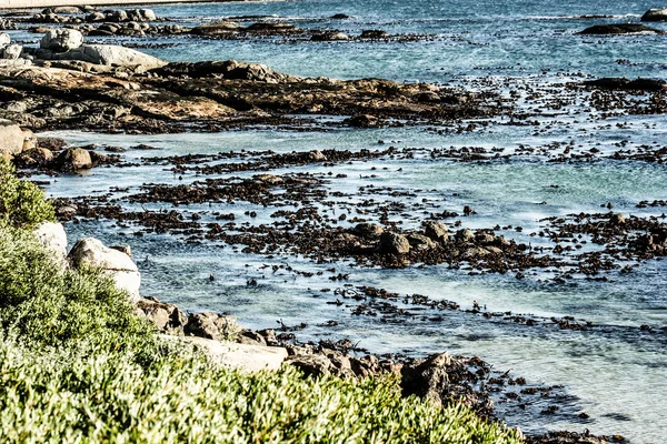 Boulders beach, Kapstaden Sydafrika — Stockfoto